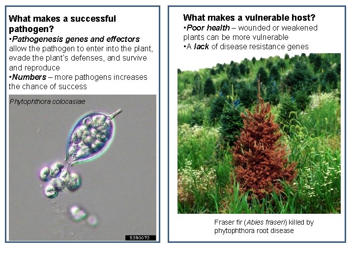 What makes a successful pathogen? • Pathogenesis genes and effectors allow the pathogen to