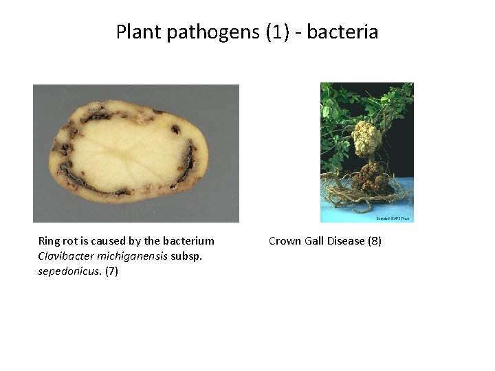 Plant pathogens (1) - bacteria Ring rot is caused by the bacterium Clavibacter michiganensis