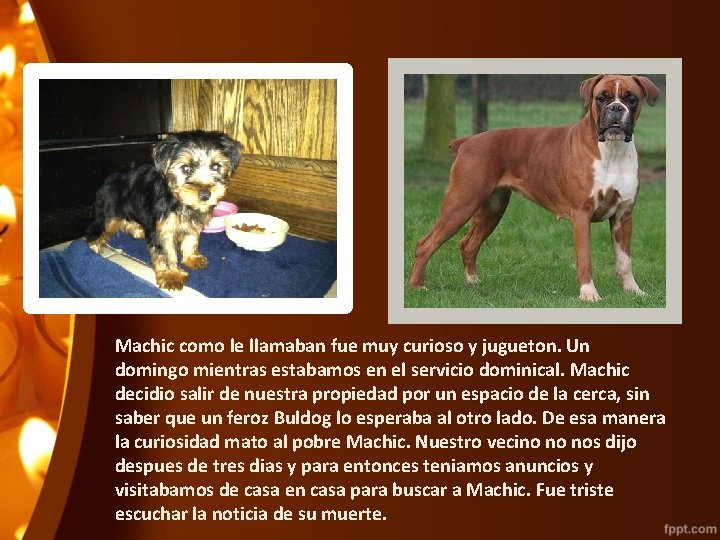 Machic como le llamaban fue muy curioso y jugueton. Un domingo mientras estabamos en