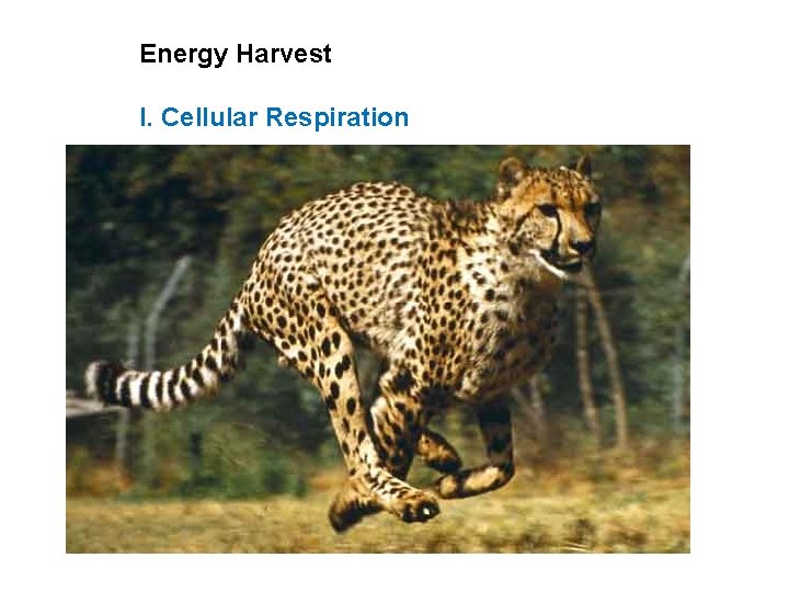 Energy Harvest I. Cellular Respiration 