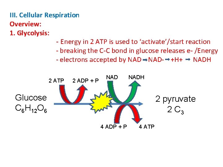III. Cellular Respiration Overview: 1. Glycolysis: - Energy in 2 ATP is used to