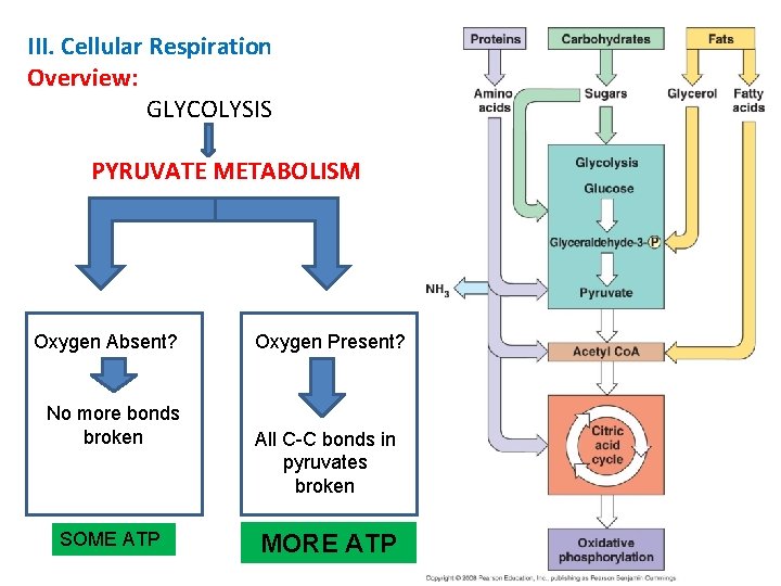 III. Cellular Respiration Overview: GLYCOLYSIS PYRUVATE METABOLISM Oxygen Absent? No more bonds broken SOME