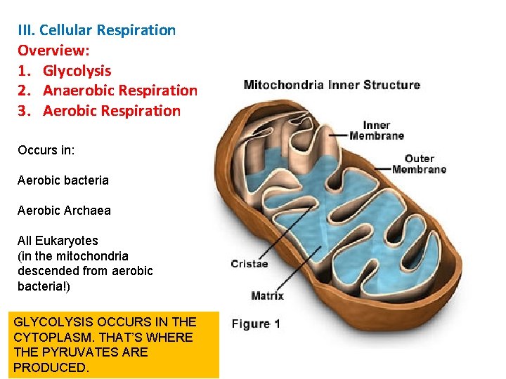 III. Cellular Respiration Overview: 1. Glycolysis 2. Anaerobic Respiration 3. Aerobic Respiration Occurs in: