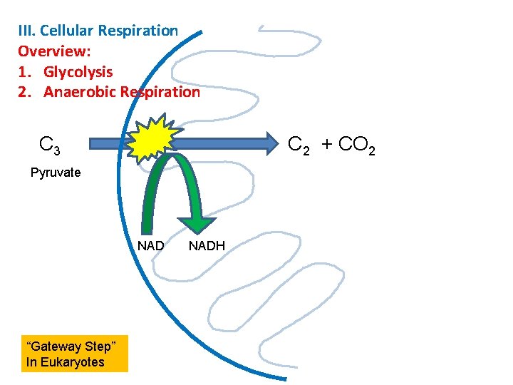 III. Cellular Respiration Overview: 1. Glycolysis 2. Anaerobic Respiration C 3 C 2 +