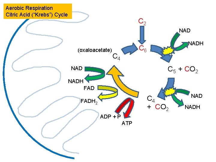Aerobic Respiration Citric Acid (“Krebs”) Cycle C 2 NAD (oxaloacetate) NADH C 6 C