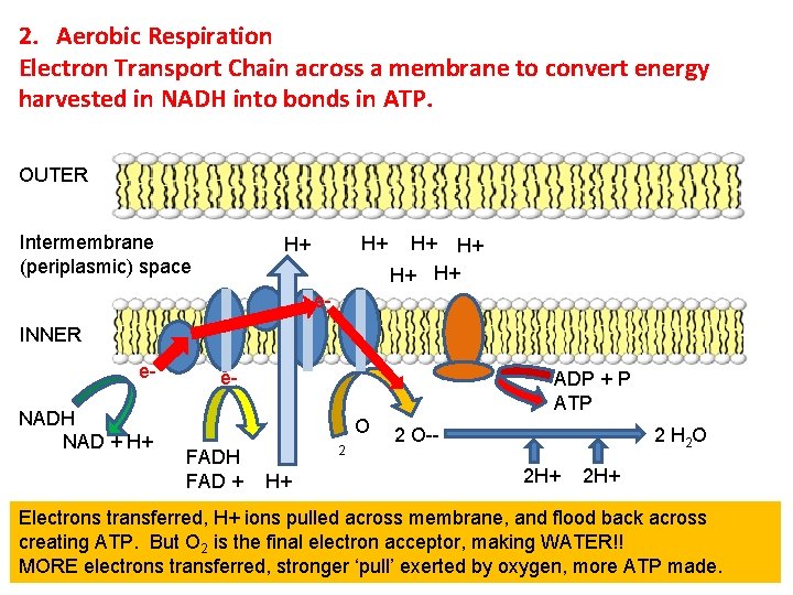2. Aerobic Respiration Electron Transport Chain across a membrane to convert energy harvested in