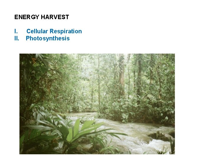 ENERGY HARVEST I. II. Cellular Respiration Photosynthesis 