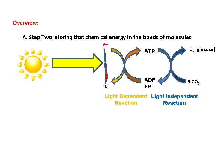 Overview: A. Step Two: storing that chemical energy in the bonds of molecules e.