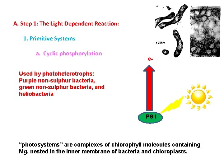 A. Step 1: The Light Dependent Reaction: 1. Primitive Systems a. Cyclic phosphorylation e-