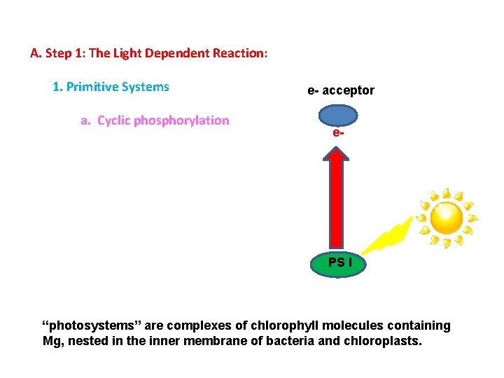 A. Step 1: The Light Dependent Reaction: 1. Primitive Systems a. Cyclic phosphorylation e-
