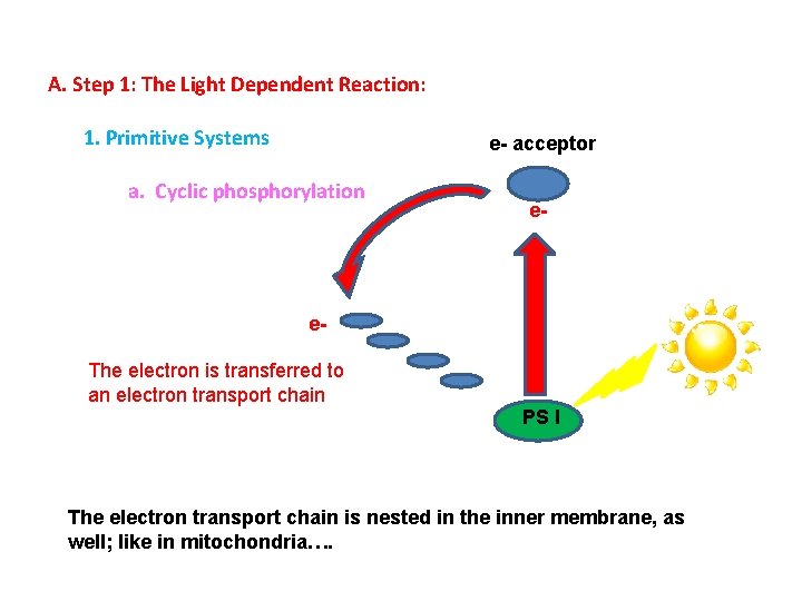 A. Step 1: The Light Dependent Reaction: 1. Primitive Systems e- acceptor a. Cyclic