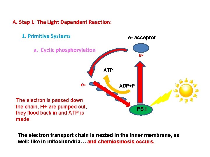 A. Step 1: The Light Dependent Reaction: 1. Primitive Systems e- acceptor a. Cyclic