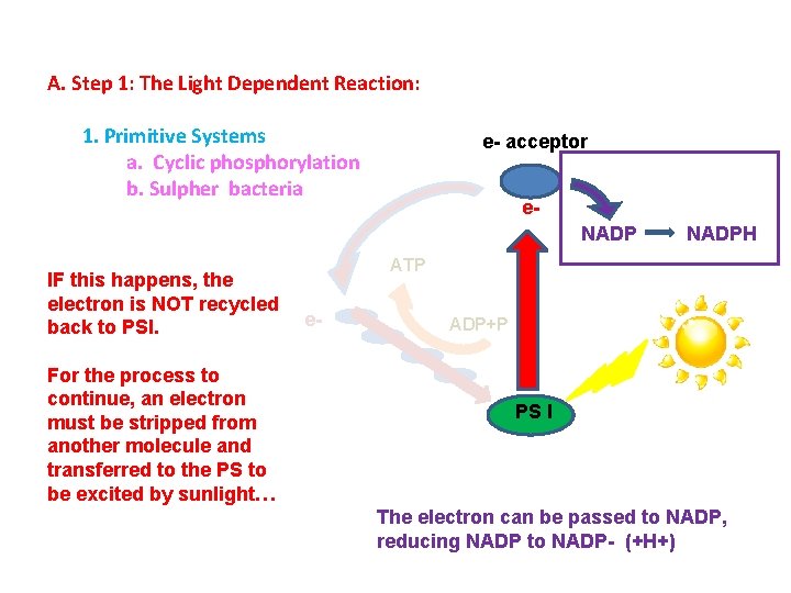 A. Step 1: The Light Dependent Reaction: 1. Primitive Systems a. Cyclic phosphorylation b.