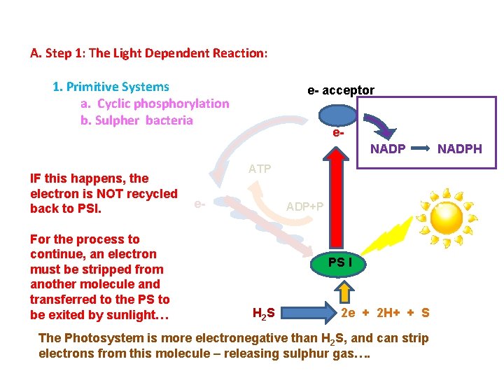 A. Step 1: The Light Dependent Reaction: 1. Primitive Systems a. Cyclic phosphorylation b.