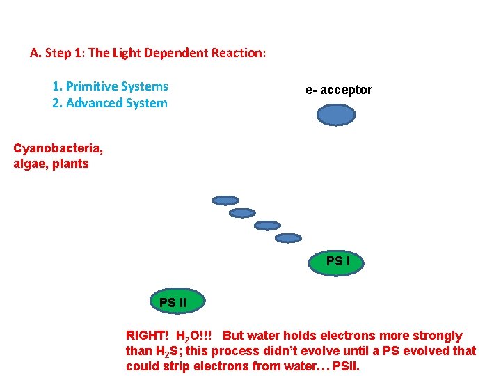 A. Step 1: The Light Dependent Reaction: 1. Primitive Systems 2. Advanced System e-