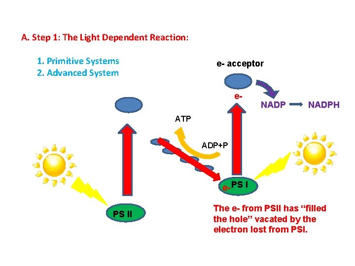 A. Step 1: The Light Dependent Reaction: 1. Primitive Systems 2. Advanced System e-