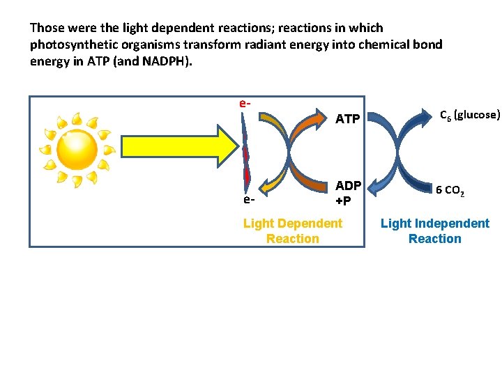 Those were the light dependent reactions; reactions in which photosynthetic organisms transform radiant energy