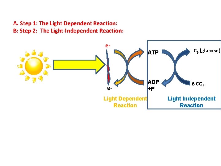A. Step 1: The Light Dependent Reaction: B: Step 2: The Light-Independent Reaction: e.