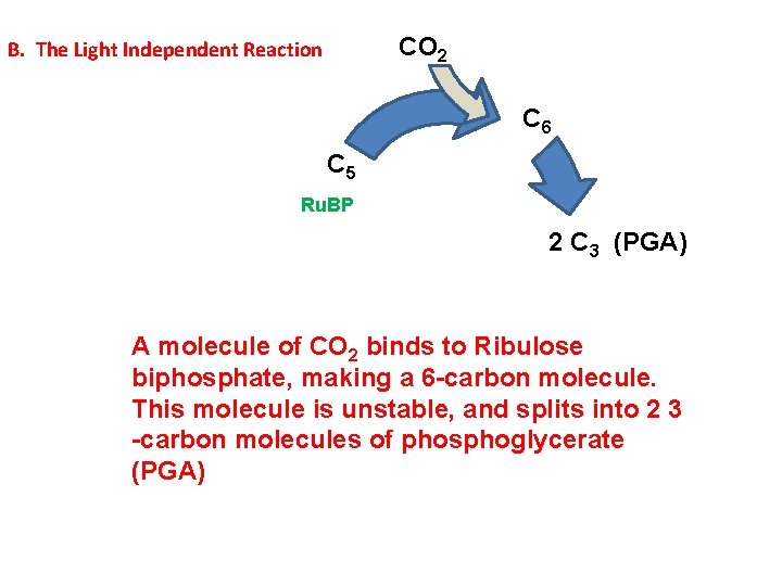CO 2 B. The Light Independent Reaction C 6 C 5 Ru. BP 2