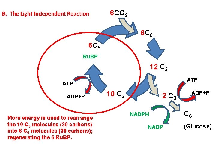B. The Light Independent Reaction 6 CO 2 6 C 6 6 C 5