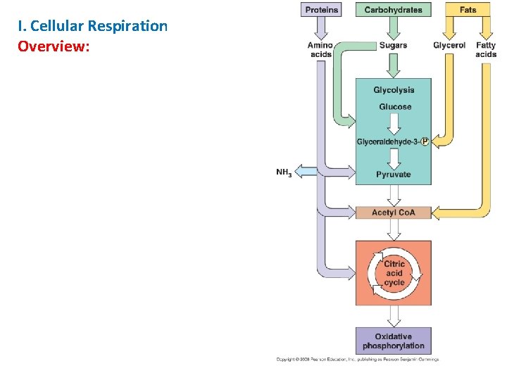 I. Cellular Respiration Overview: 