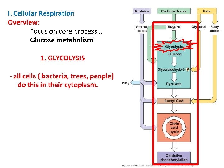 I. Cellular Respiration Overview: Focus on core process… Glucose metabolism 1. GLYCOLYSIS - all