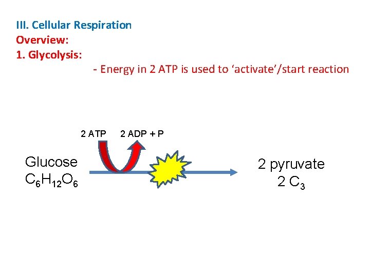III. Cellular Respiration Overview: 1. Glycolysis: - Energy in 2 ATP is used to