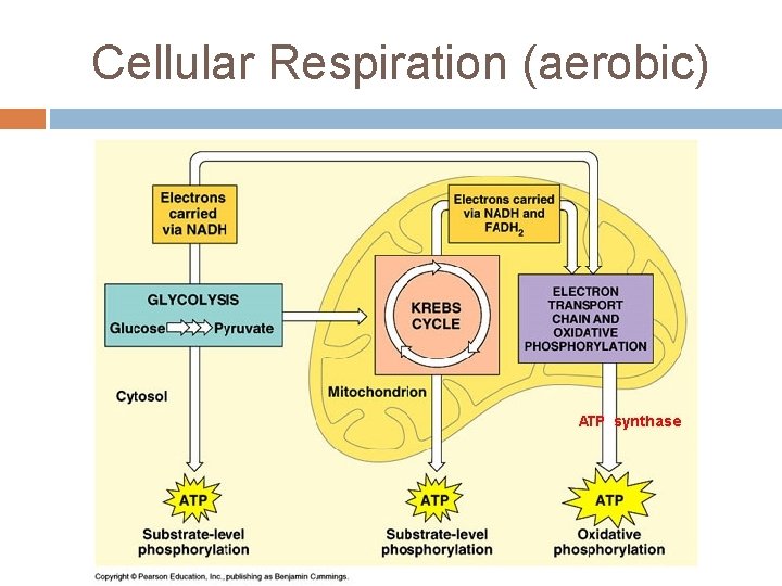 Cellular Respiration (aerobic) 