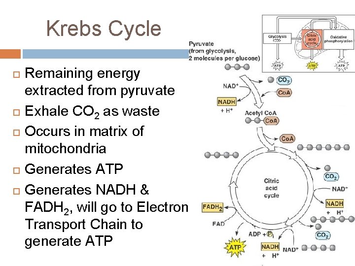 Krebs Cycle Remaining energy extracted from pyruvate Exhale CO 2 as waste Occurs in