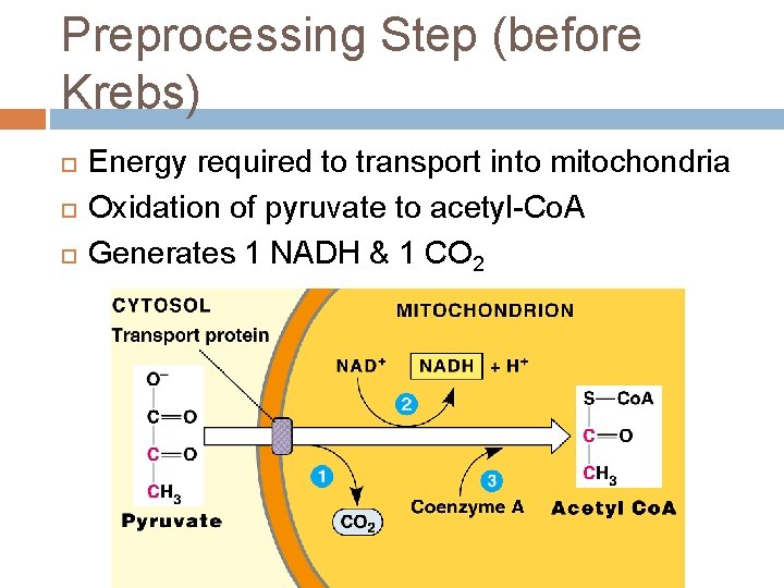 Preprocessing Step (before Krebs) Energy required to transport into mitochondria Oxidation of pyruvate to