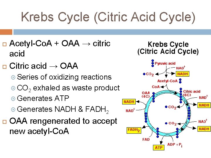 Krebs Cycle (Citric Acid Cycle) Acetyl-Co. A + OAA → citric acid Citric acid