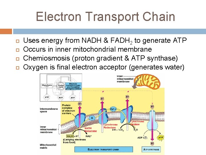 Electron Transport Chain Uses energy from NADH & FADH 2 to generate ATP Occurs