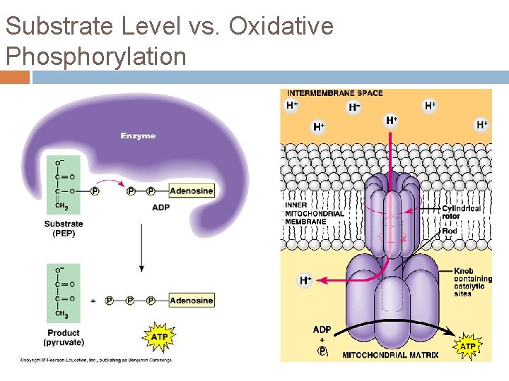 Substrate Level vs. Oxidative Phosphorylation 