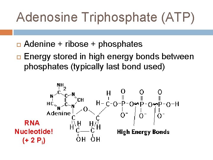 Adenosine Triphosphate (ATP) Adenine + ribose + phosphates Energy stored in high energy bonds