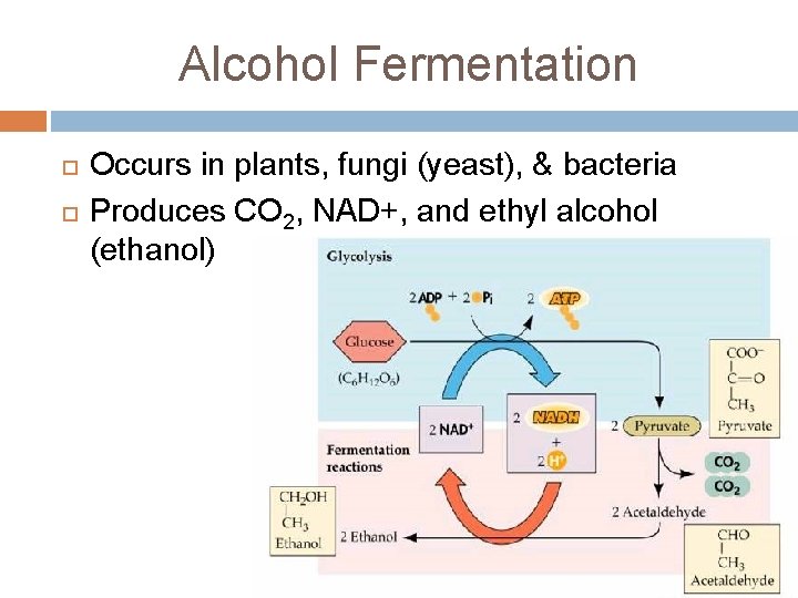 Alcohol Fermentation Occurs in plants, fungi (yeast), & bacteria Produces CO 2, NAD+, and