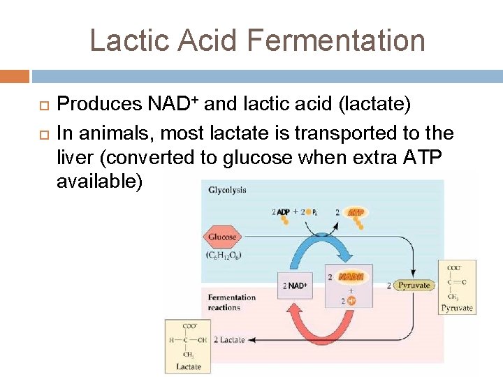 Lactic Acid Fermentation Produces NAD+ and lactic acid (lactate) In animals, most lactate is