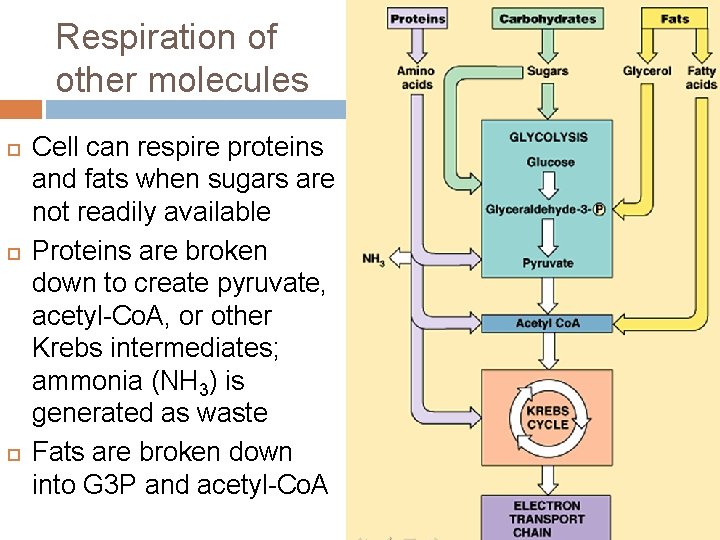 Respiration of other molecules Cell can respire proteins and fats when sugars are not