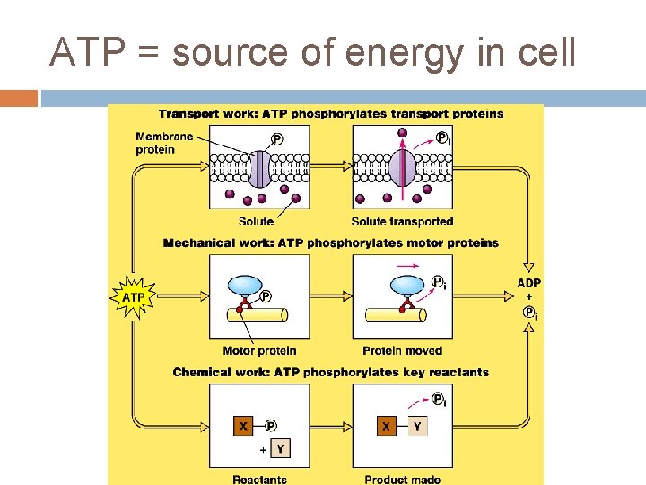 ATP = source of energy in cell 