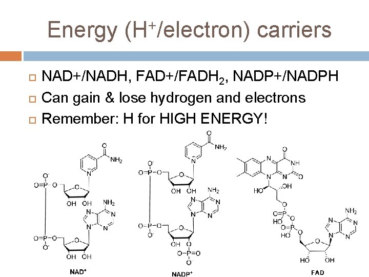 Energy (H+/electron) carriers NAD+/NADH, FAD+/FADH 2, NADP+/NADPH Can gain & lose hydrogen and electrons