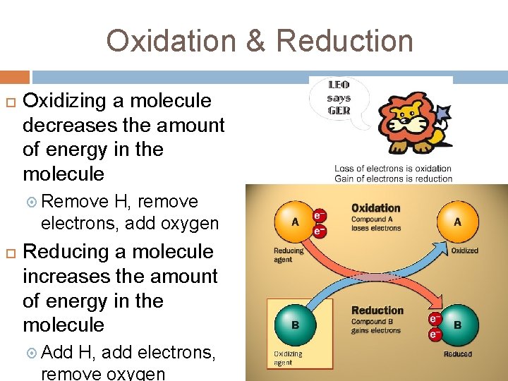 Oxidation & Reduction Oxidizing a molecule decreases the amount of energy in the molecule