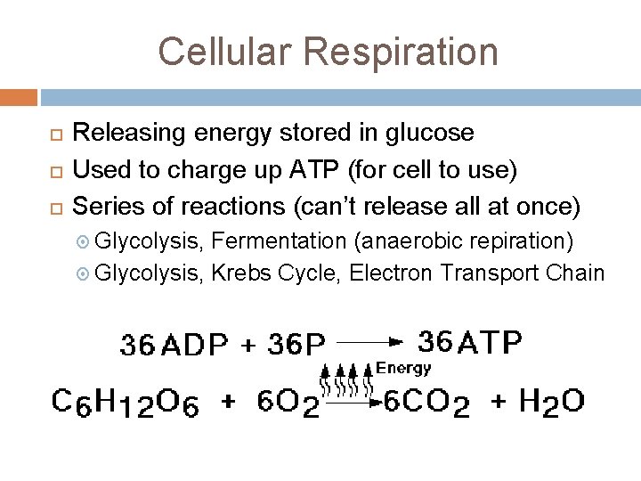 Cellular Respiration Releasing energy stored in glucose Used to charge up ATP (for cell