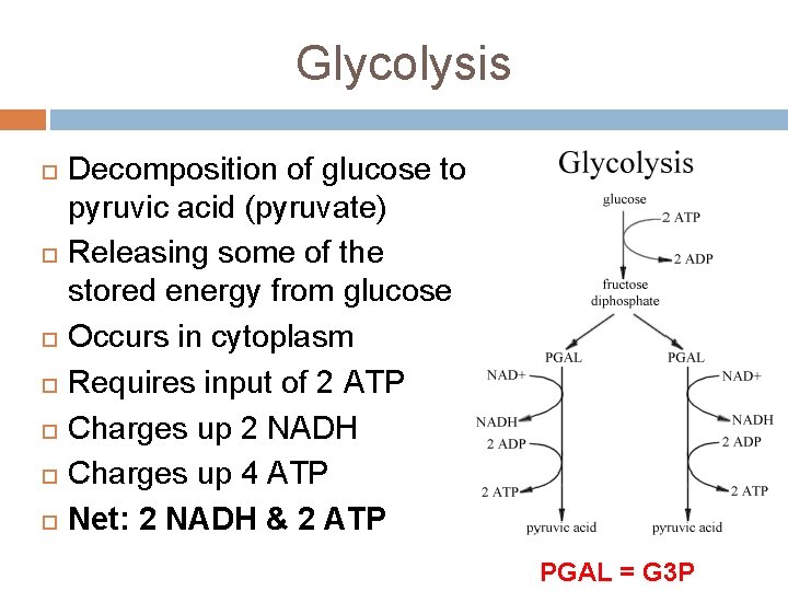 Glycolysis Decomposition of glucose to pyruvic acid (pyruvate) Releasing some of the stored energy