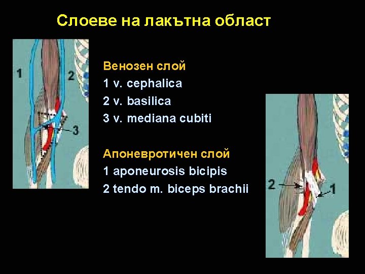 Слоеве на лакътна област Венозен слой 1 v. cephalica 2 v. basilica 3 v.