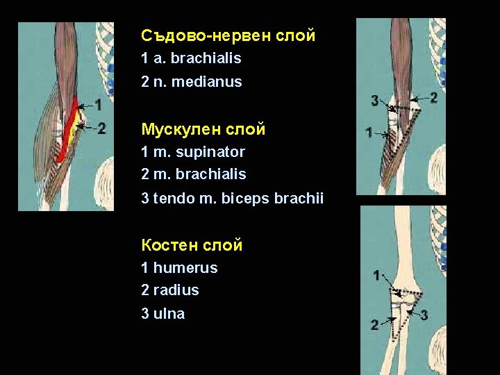 Съдово-нервен слой 1 a. brachialis 2 n. medianus Мускулен слой 1 m. supinator 2