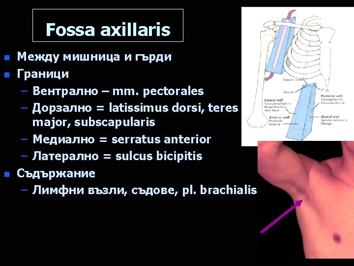 Fossa axillaris n n n Между мишница и гърди Граници – Вентрално – mm.