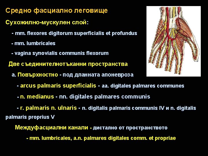 Средно фасциално леговище Сухожилно-мускулен слой: - mm. flexores digitorum superficialis et profundus - mm.