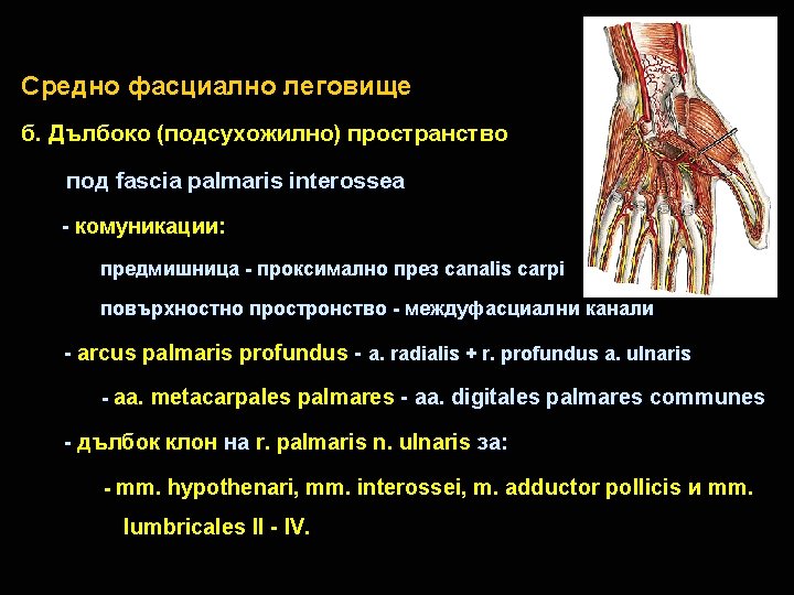 Средно фасциално леговище б. Дълбоко (подсухожилно) пространство под fascia palmaris interossea - комуникации: предмишница