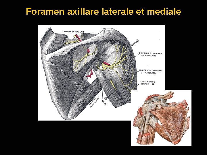 Foramen axillare laterale et mediale 