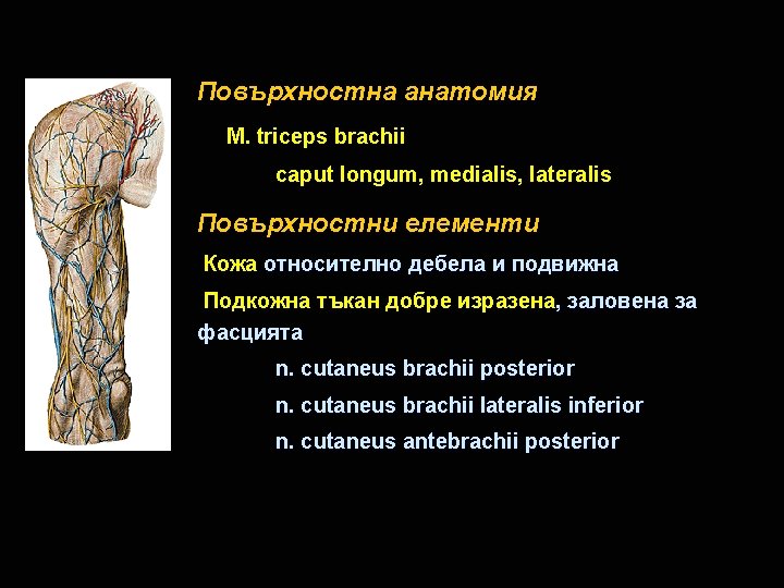 Повърхностна анатомия M. triceps brachii caput longum, medialis, lateralis Повърхностни елементи Кожа относително дебела