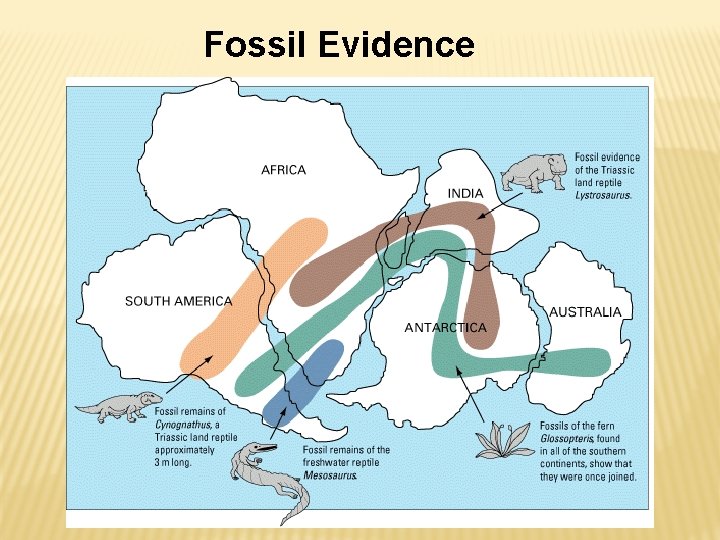 Fossil Evidence 